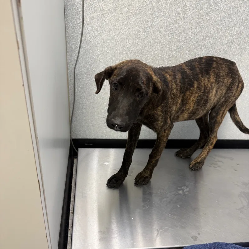 A baby medium-sized female Mastiff dog named Sizzler for adoption in Bastrop, TX