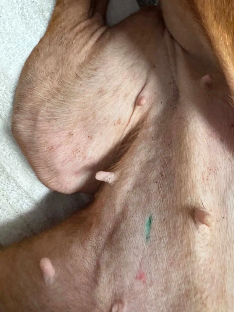 Dolly Pawton thumbnail 2