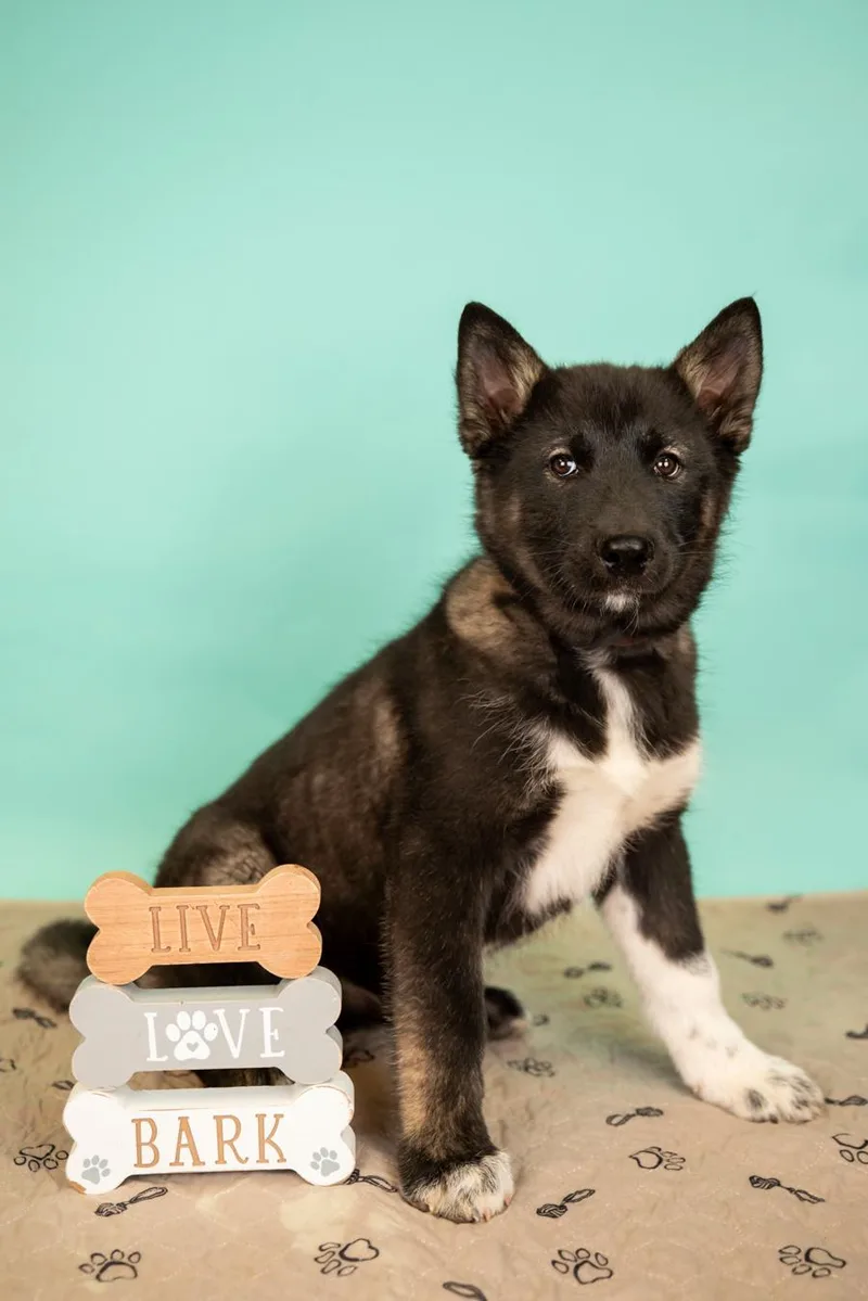A baby large-sized male Akita dog named 236-26 for adoption in Brighton, CO