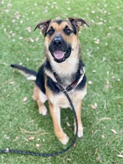 An adult large-sized male German Shepherd Dog dog named Xander for adoption in Daytona Beach, FL
