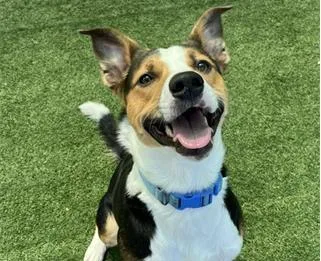 A young medium-sized male Hound dog named Harris for adoption in Palo Alto, CA