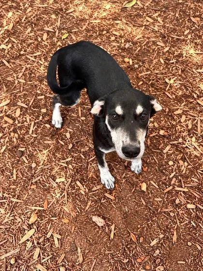 A baby medium-sized female Mixed Breed dog named Alaska for adoption in Cumming, GA