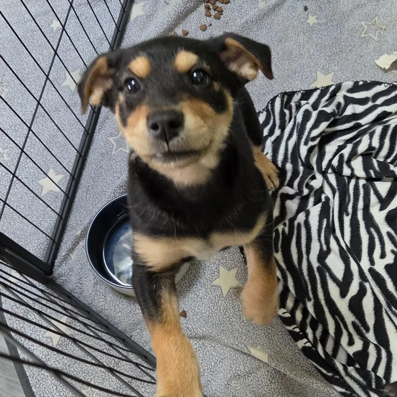 A baby medium-sized male Black Chihuahua dog named Judge Jeff Jones for adoption in Redmond, WA
