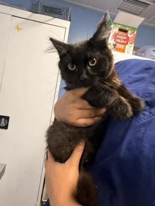 A young small-sized male Domestic Short Hair cat named Donnie for adoption in Roseville, CA