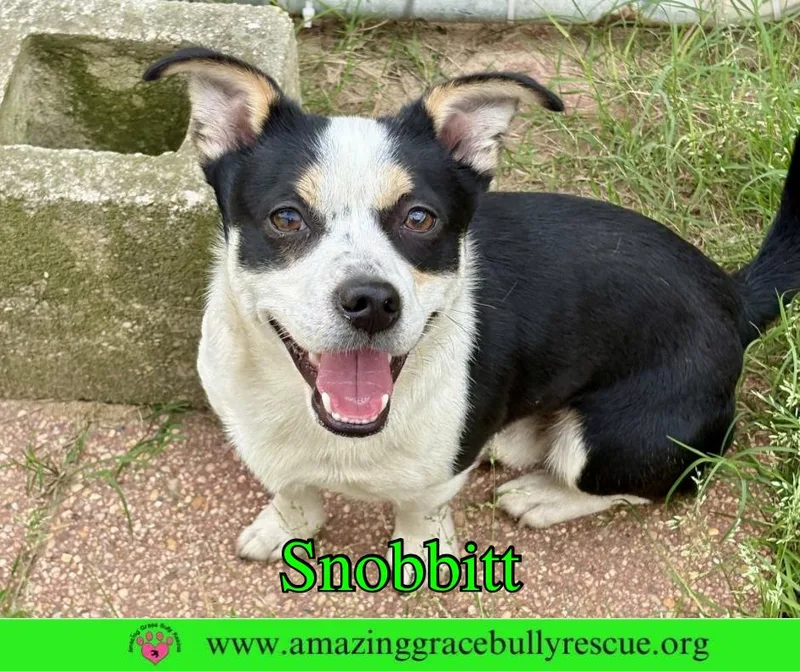 Snobbitt thumbnail 2