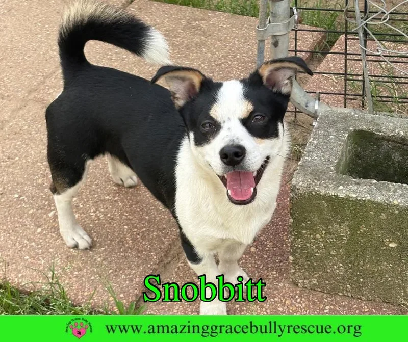 Snobbitt thumbnail 3