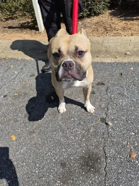 An adult medium-sized male Pit Bull Terrier dog named Pen Davy Bones for adoption in Lawrenceville, GA