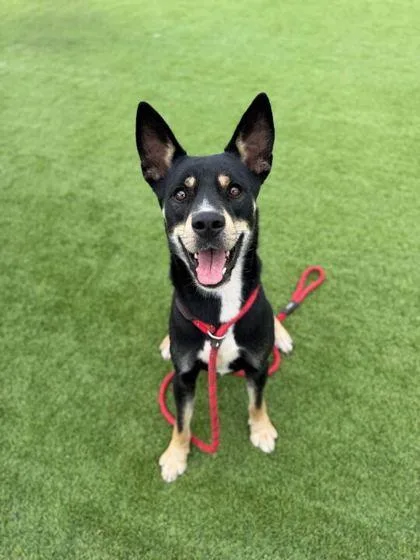 A young medium-sized male Terrier dog named Noku for adoption in Daytona Beach, FL