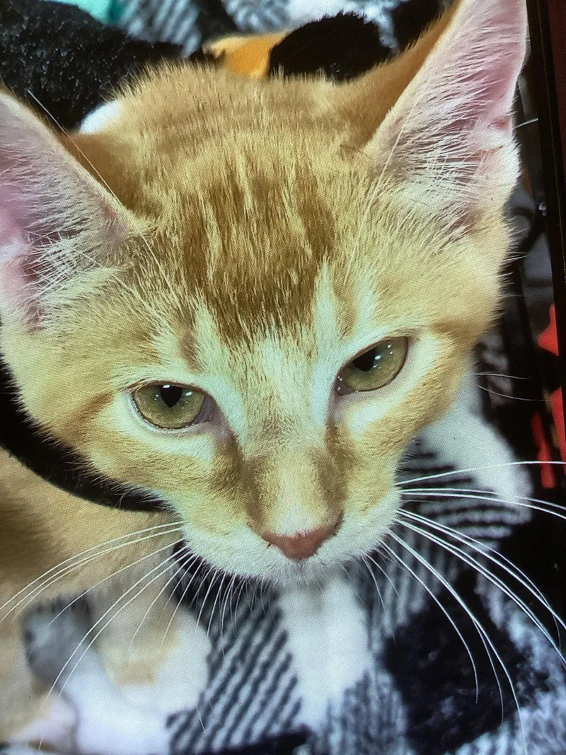 A baby medium-sized female Orange / Red Domestic Short Hair cat named Ginny for adoption in Northfield, OH