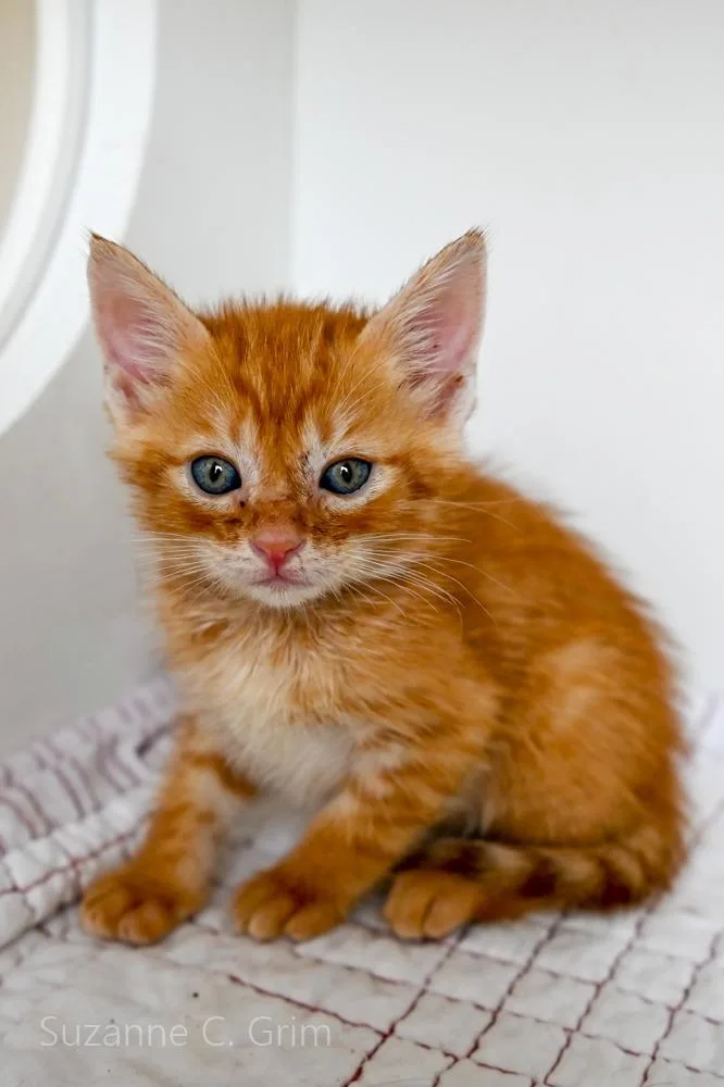 A baby small-sized male Domestic Short Hair cat named Orion for adoption in New Orleans, LA