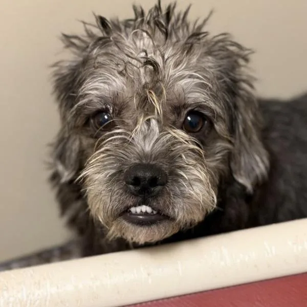 A young small-sized female Brussels Griffon dog named Mystic for adoption in Walnut Creek, CA