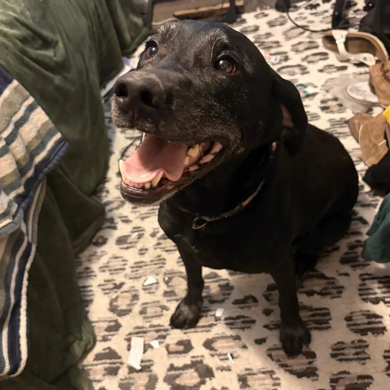 A senior large-sized male Black Labrador Retriever dog named Sarge for adoption in Murray, UT