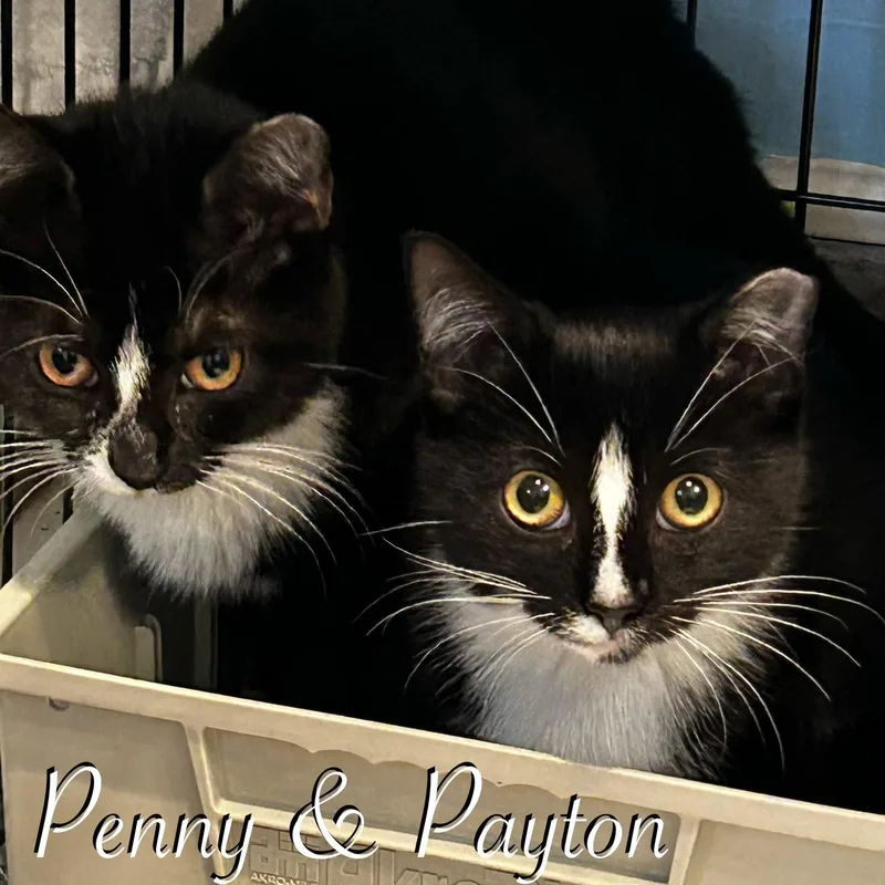 A young medium-sized female Domestic Short Hair cat named Payton for adoption in Spring Lake, NJ