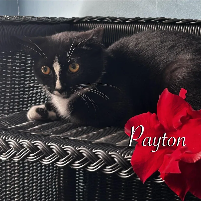 Payton thumbnail 3