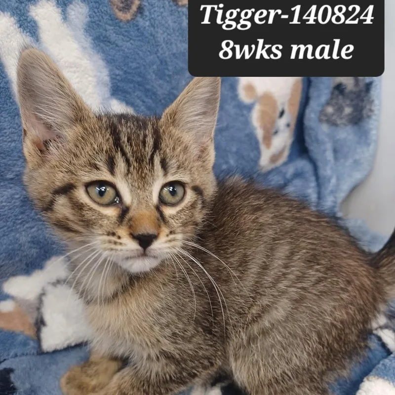A baby small-sized male Domestic Short Hair cat named Tigger for adoption in New Tazewell, TN