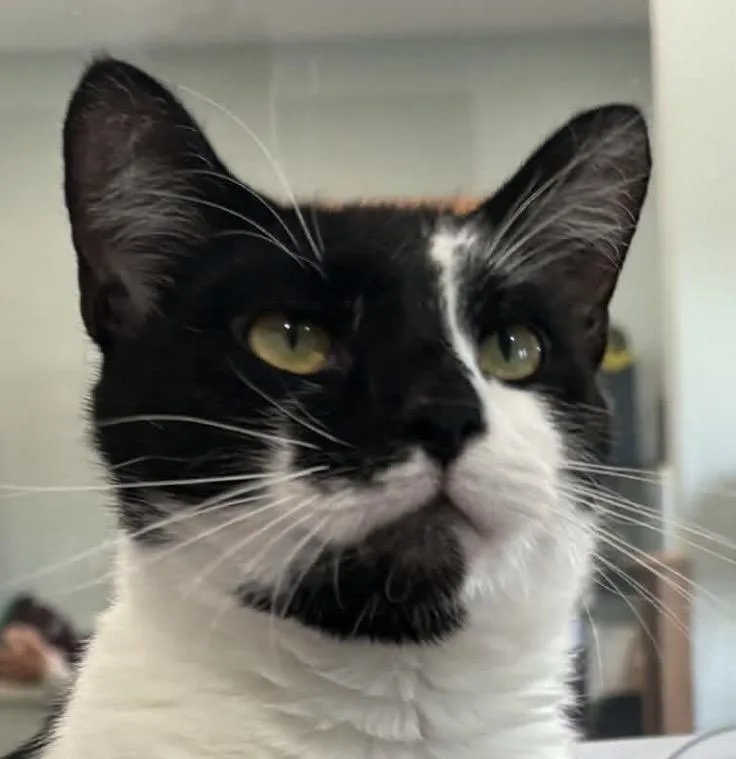 A young medium-sized male Domestic Short Hair cat named Boots for adoption in Sault Sainte Marie, MI