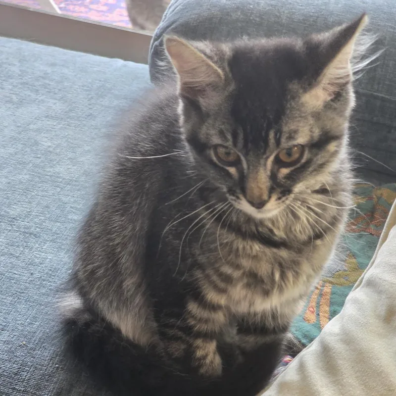 A baby small-sized female Black Domestic Short Hair cat named Pickle for adoption in Houston, TX