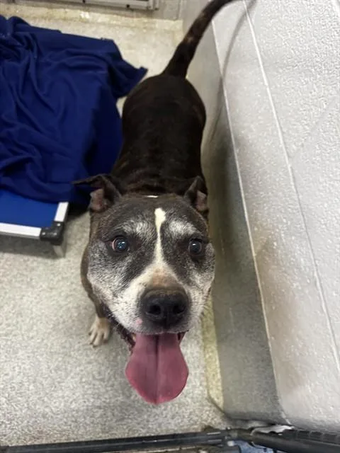An adult medium-sized male Pit Bull Terrier dog named Harley for adoption in Statesville, NC