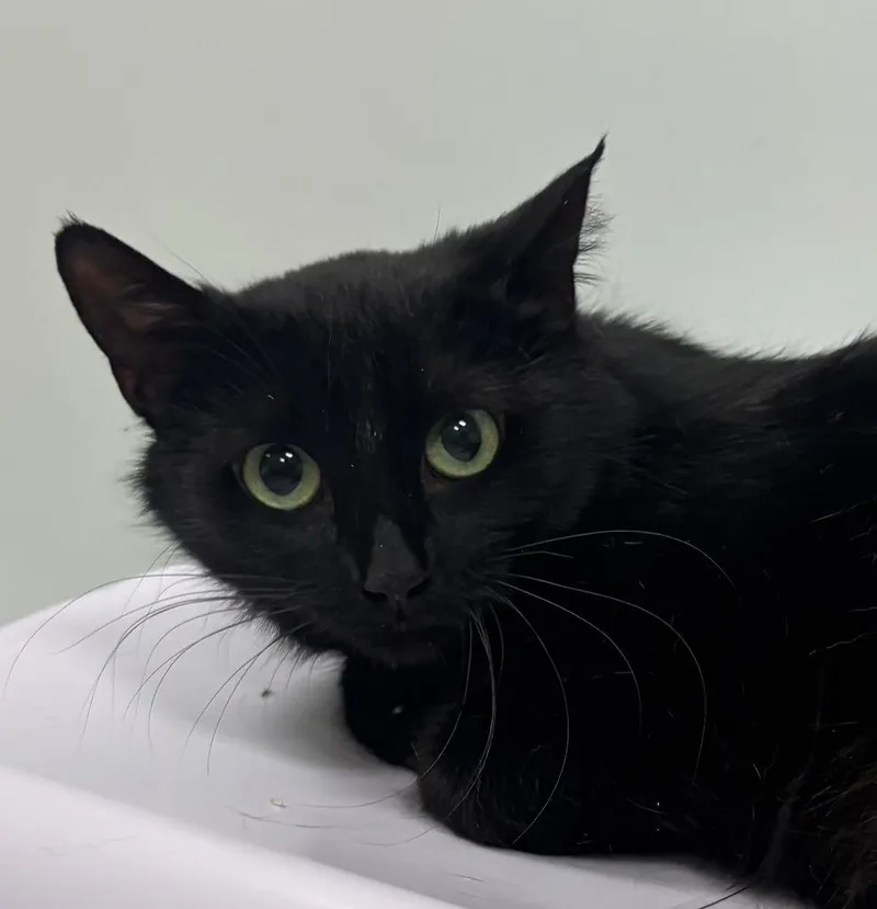 A young medium-sized female Domestic Short Hair cat named Joan Jett for adoption in Saint Paul, MN