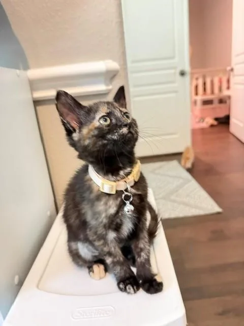 A baby medium-sized female Tortoiseshell cat named Hermione for adoption in Houston, TX
