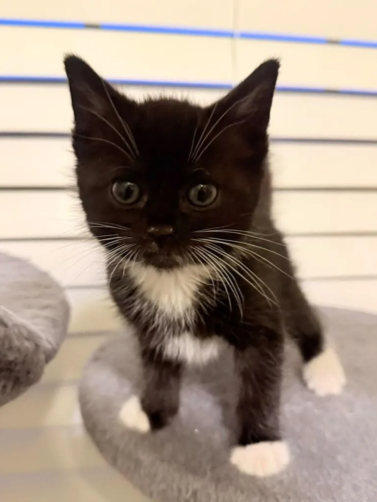 A baby medium-sized female Black & White / Tuxedo Domestic Short Hair cat named Peanut for adoption in Richmond, KY