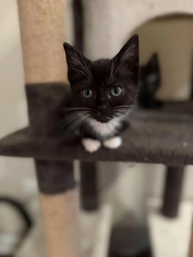 Peanut thumbnail 5