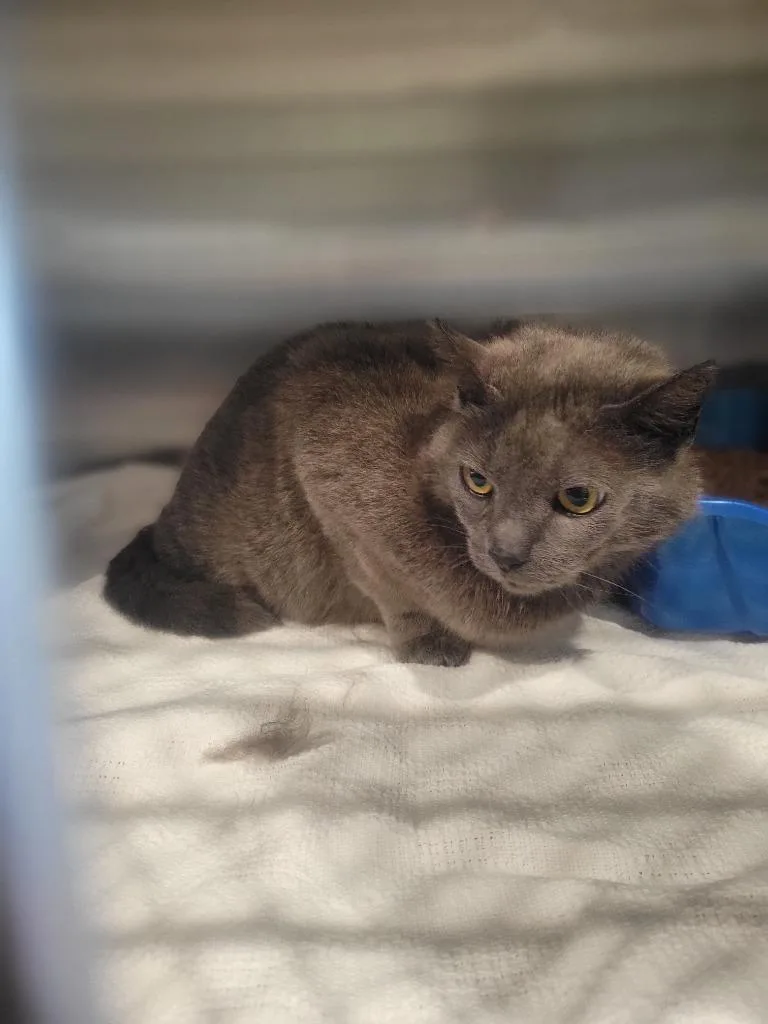 An adult medium-sized female Domestic Short Hair cat named Silver for adoption in Ashland, WI
