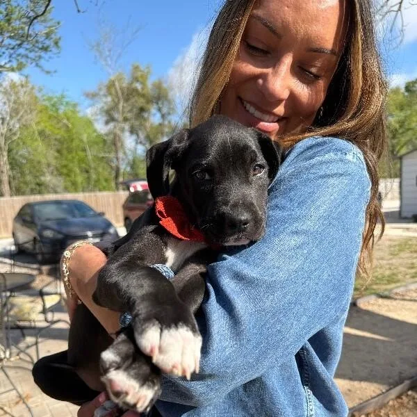 A baby medium-sized female Black Pit Bull Terrier dog named Caribou Sweets for adoption in Friendswood, TX