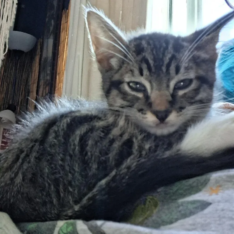 A baby small-sized female Gray / Blue / Silver American Shorthair cat named Bosley for adoption in Calimesa, CA