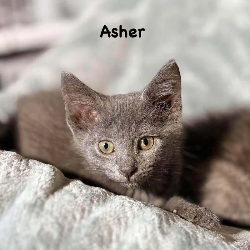 A baby small-sized male Gray / Blue / Silver Domestic Short Hair cat named Asher for adoption in South Bend, IN