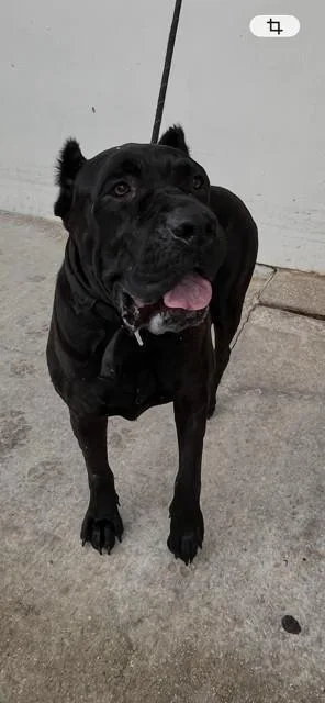 An adult large-sized female Cane Corso dog named Xena for adoption in Miami, FL
