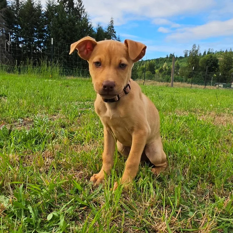 A baby small-sized male Yellow / Tan / Blond / Fawn Mixed Breed dog named Waffles for adoption in Centralia, WA