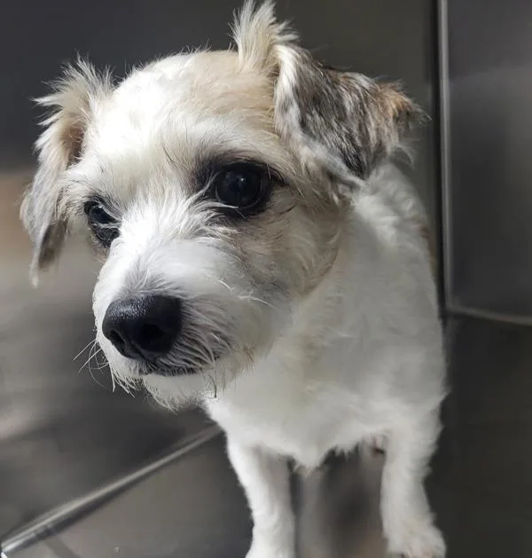 An adult small-sized male Terrier dog named Pen c Jax for adoption in Lawrenceville, GA