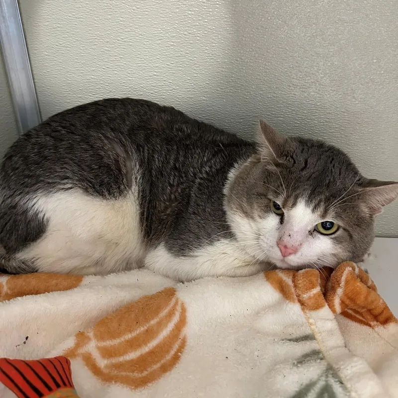 A baby small-sized male Gray / Blue / Silver Domestic Short Hair cat named Dumpling for adoption in Branford, CT