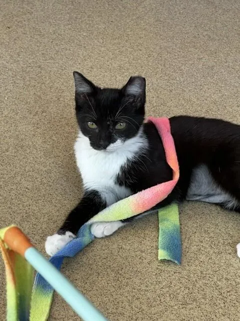 A young medium-sized female Black & White / Tuxedo Domestic Short Hair cat named Galadriel for adoption in Marietta, GA