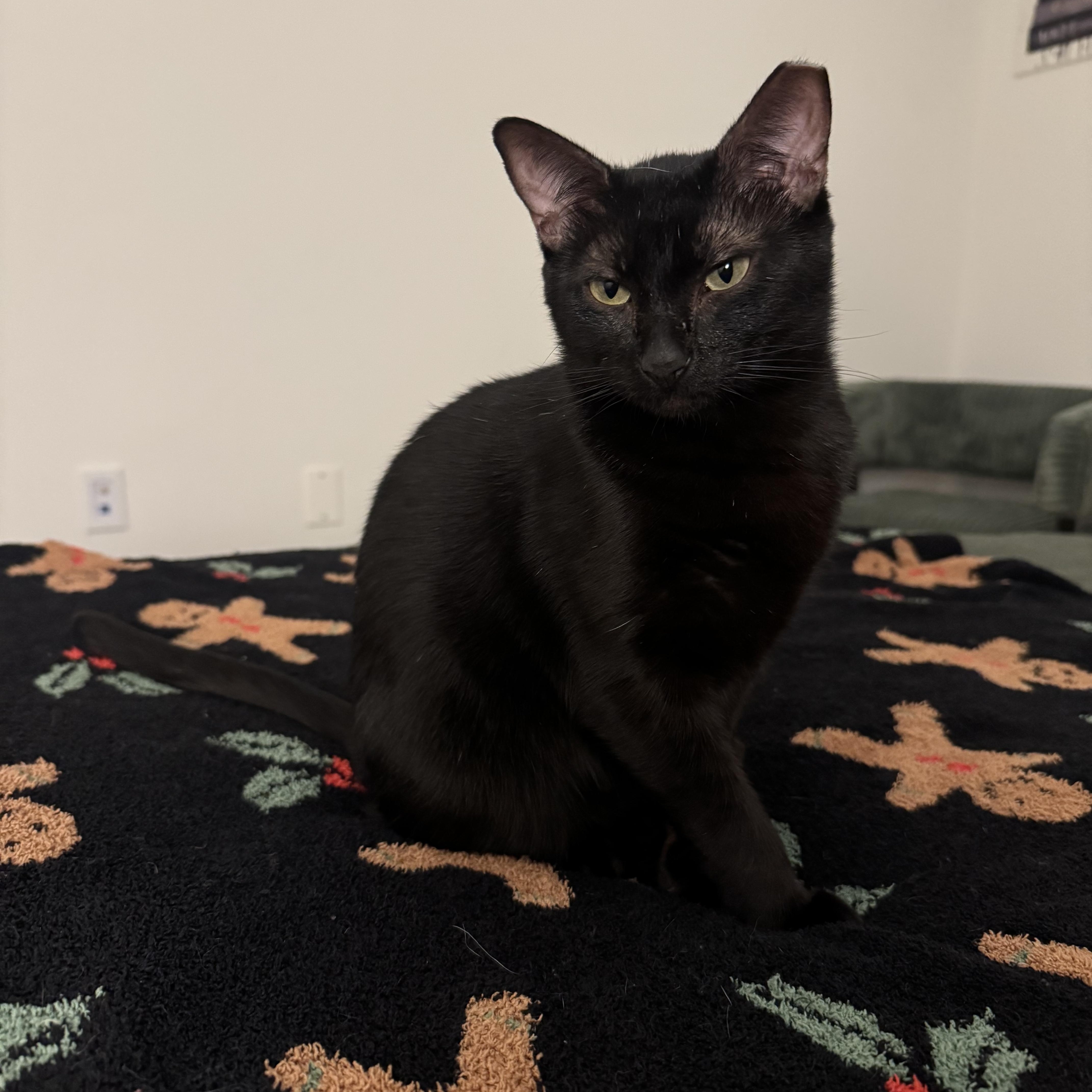 A young medium-sized female Black Domestic Short Hair cat named Cleo for adoption in Brooklyn, NY