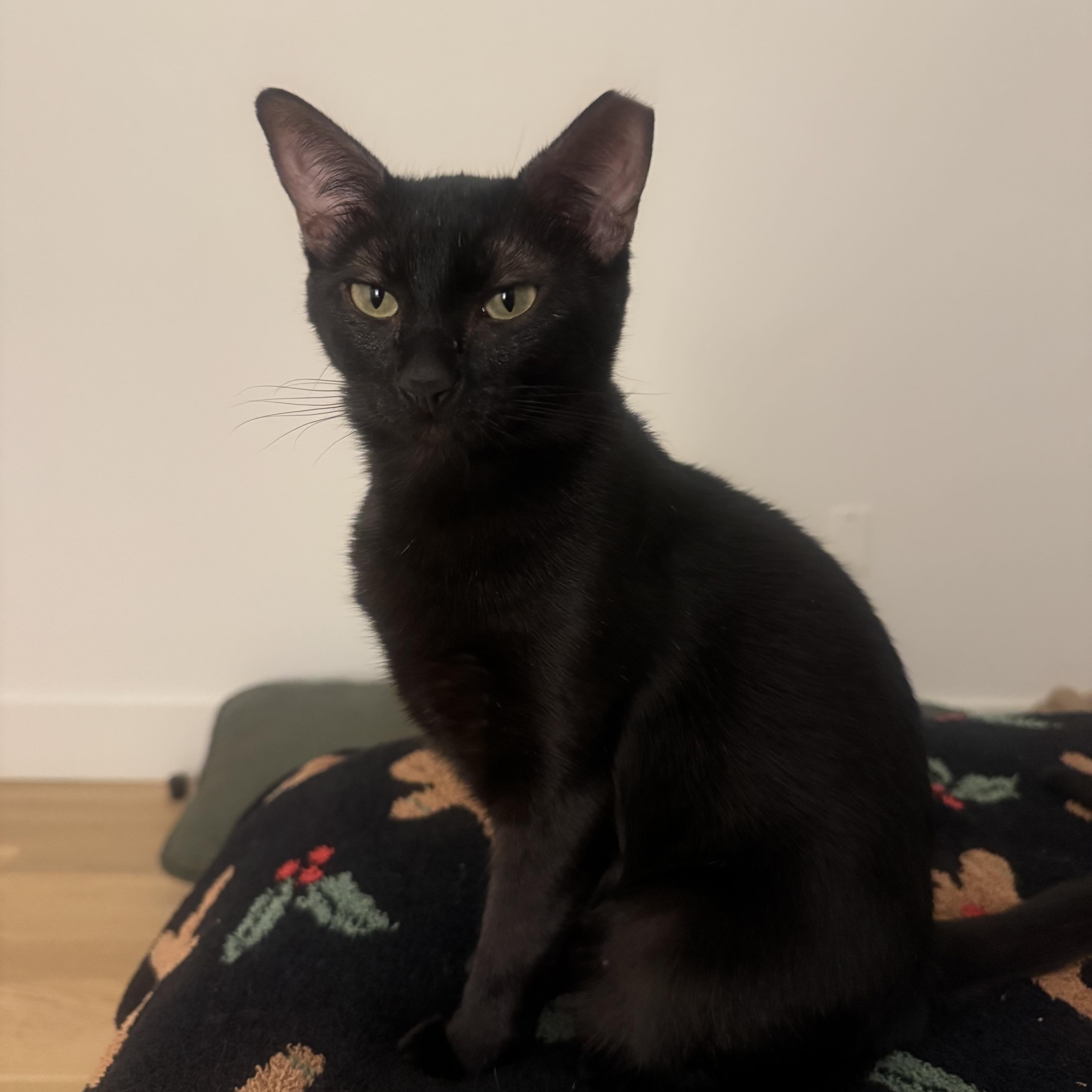 Cleo thumbnail 2