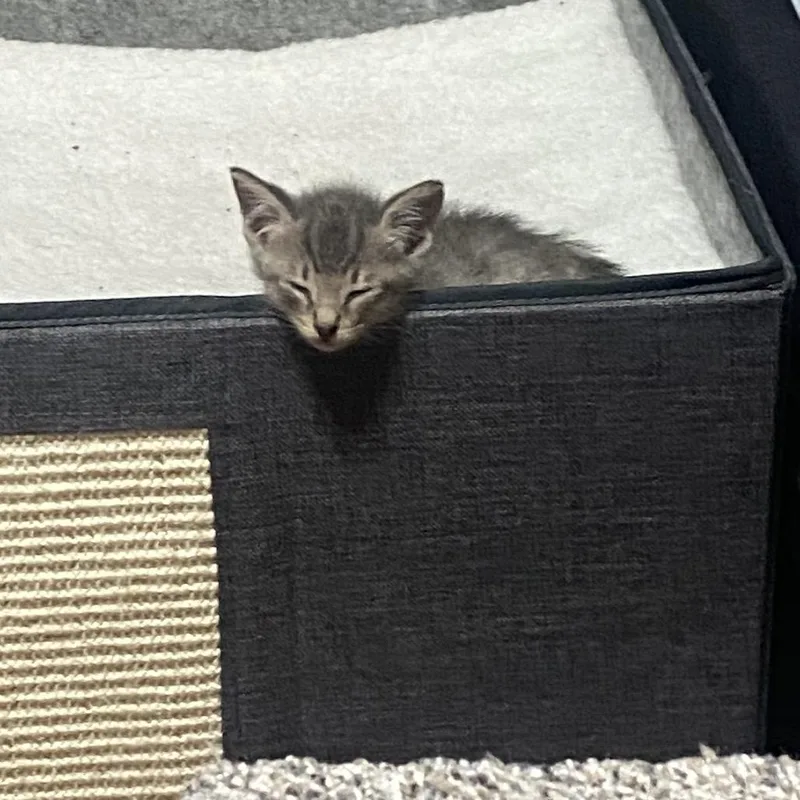 A baby small-sized male Gray / Blue / Silver Domestic Short Hair cat named Percy for adoption in Foley, AL