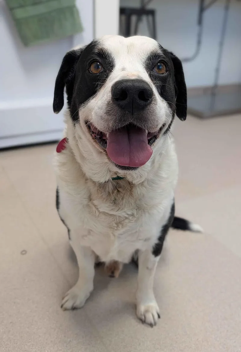 An adult medium-sized male Mixed Breed dog named Tye for adoption in Fairfield, IA