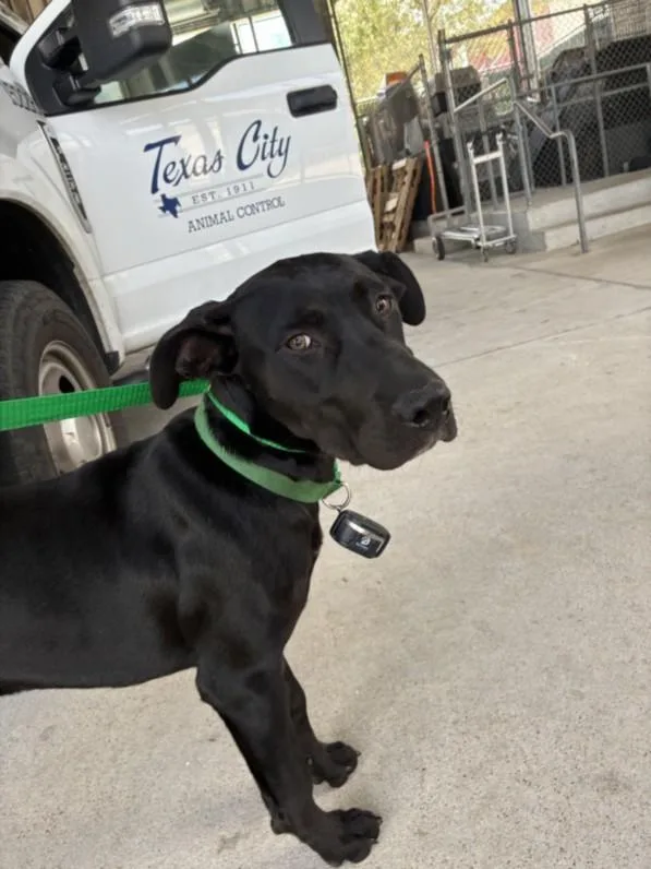 A young medium-sized female Labrador Retriever dog named A for adoption in Texas City, TX
