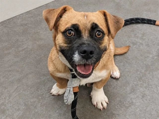 A young small-sized female American Bulldog dog named Honeycomb for adoption in Phoenix, AZ