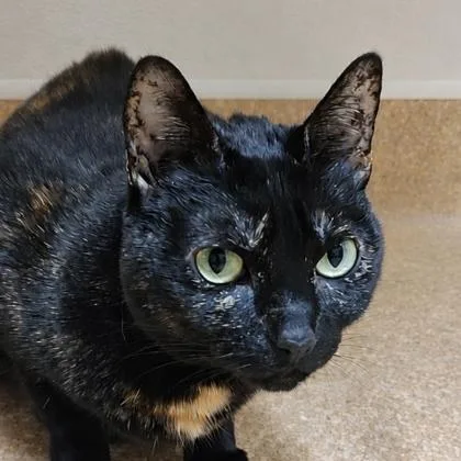 Peanut