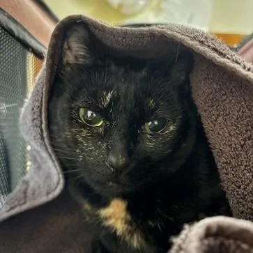 Peanut thumbnail 2