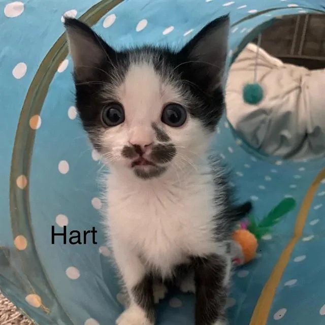 A baby small-sized male Domestic Short Hair cat named Hart for adoption in Auburn, CA