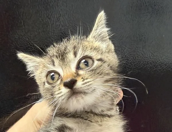 A baby small-sized male Domestic Short Hair cat named Arnold for adoption in Salisbury, MD