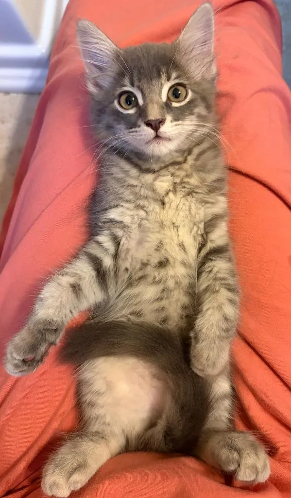 A baby medium-sized female Domestic Medium Hair cat named Cleo for adoption in San Antonio, TX