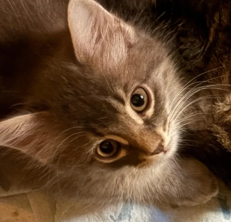 Cleo thumbnail 2