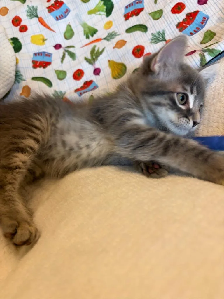 Cleo thumbnail 3