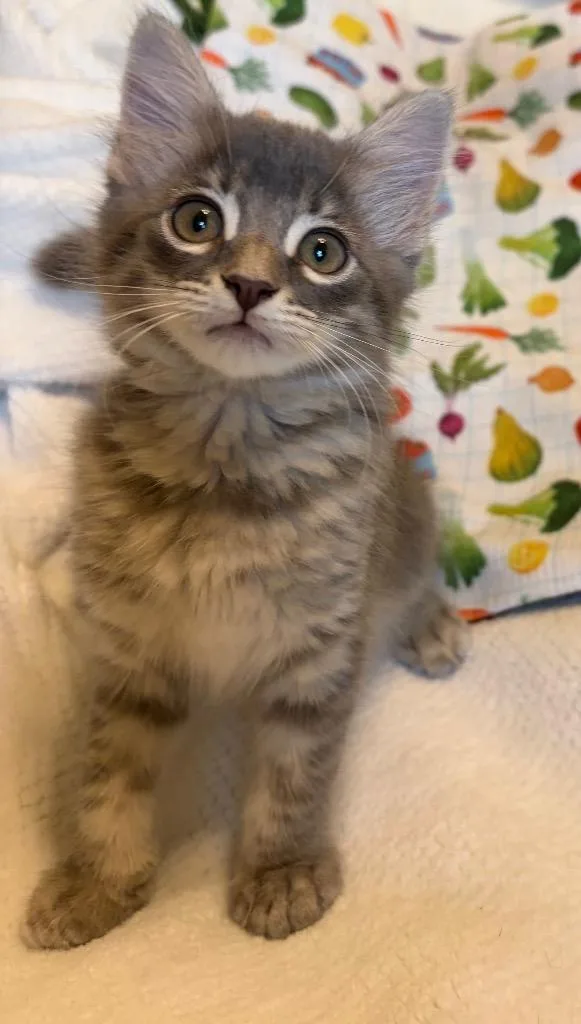 Cleo thumbnail 4