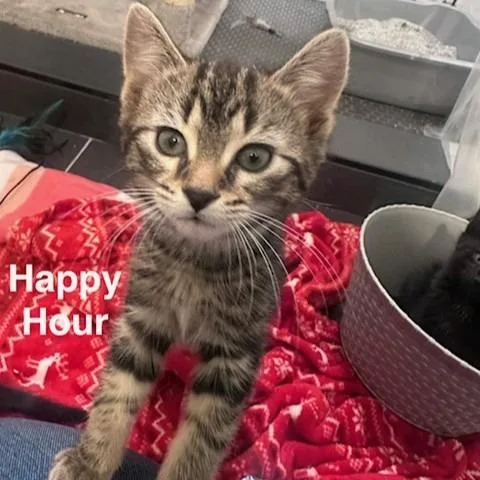 A baby small-sized male Brown / Chocolate Domestic Short Hair cat named Happy Hour C for adoption in Princeton, MN